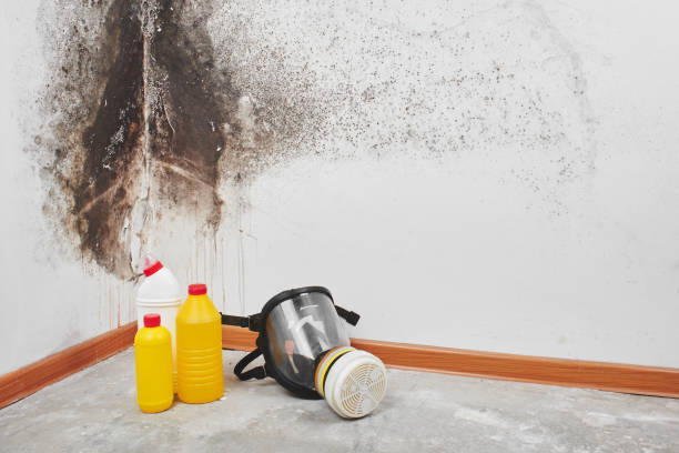Best Mold Removal Near Me  in Moa, UT