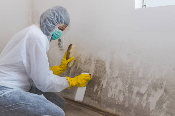Best Mold Testing  in Moa, UT