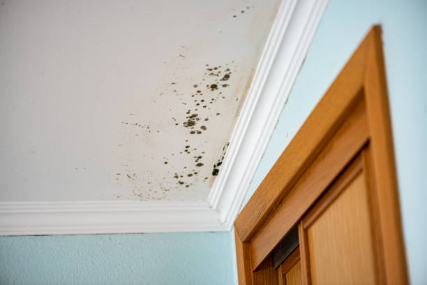 Best Commercial Mold Removal  in Moa, UT