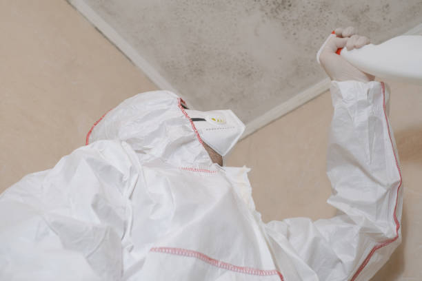 Best Mold Removal Company Near Me  in Moa, UT