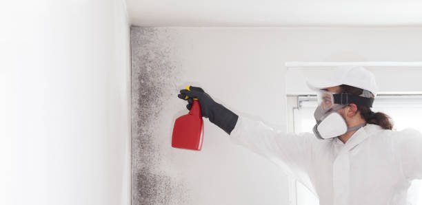 Best Black Mold Removal  in Moa, UT