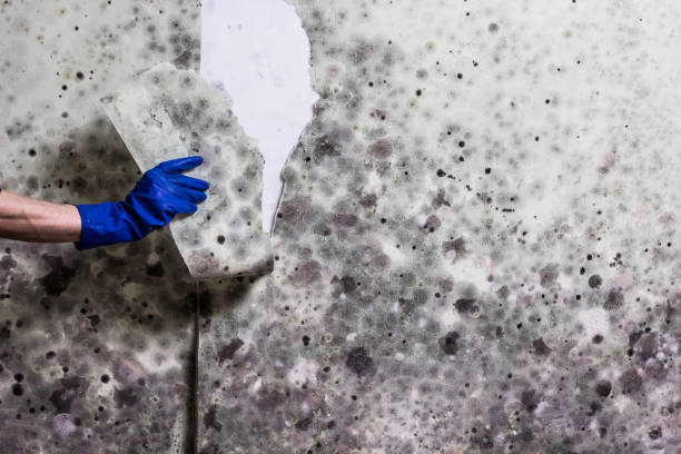 Best Commercial Mold Removal  in Moa, UT