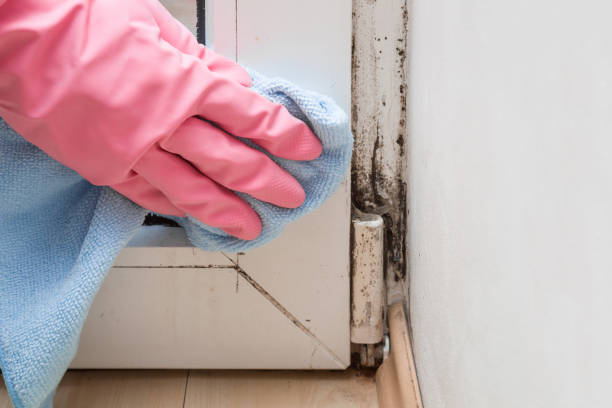 Best Mold Cleaning Services  in Moa, UT