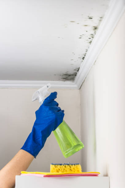 Best Crawl Space Mold Removal  in Moa, UT